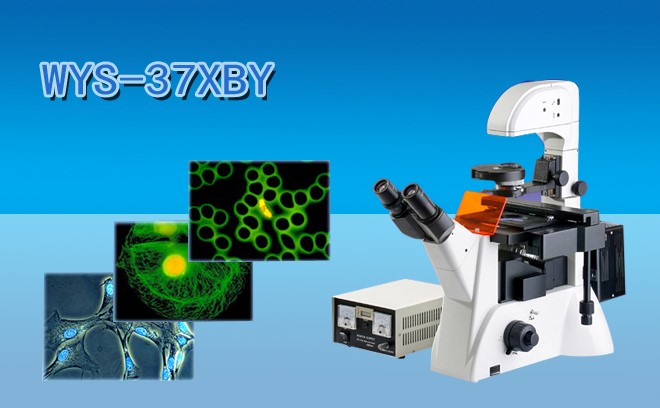 細(xì)胞研究用的生物顯微鏡分類(lèi)和工作原理